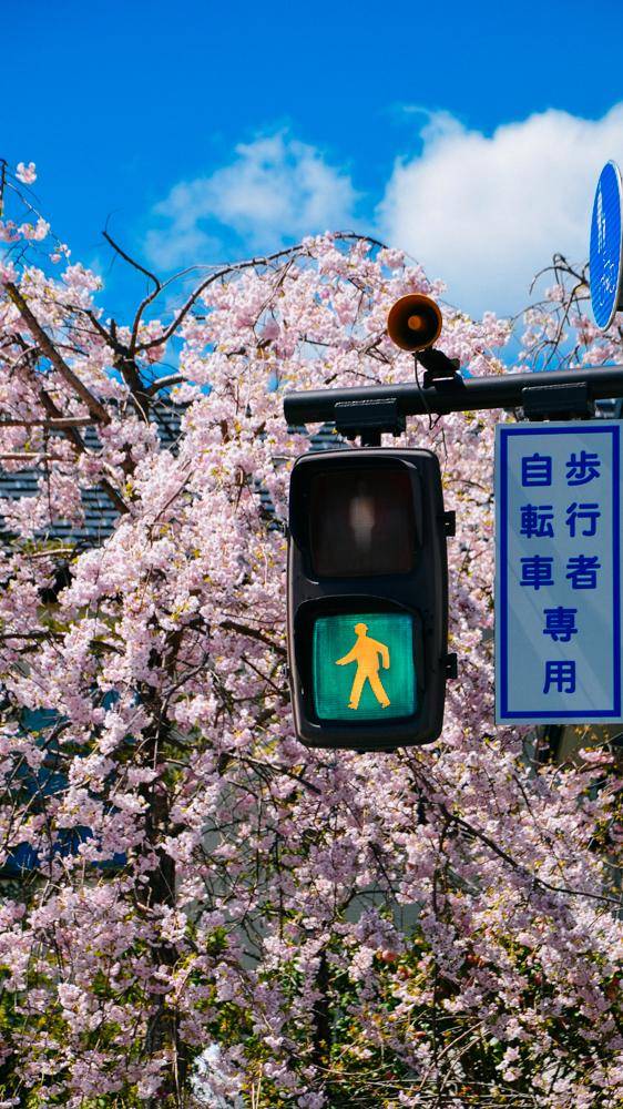 日本这个地方,到了春天满街都是樱花,太浪漫了吧20