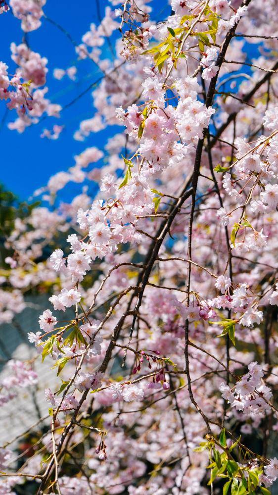 日本这个地方,到了春天满街都是樱花,太浪漫了吧21