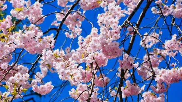 日本这个地方,到了春天满街都是樱花,太浪漫了吧22