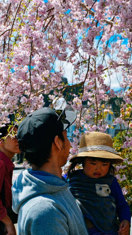 日本这个地方,到了春天满街都是樱花,太浪漫了吧23
