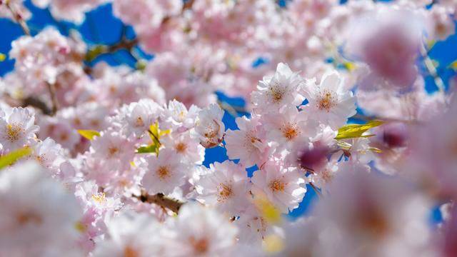 日本这个地方,到了春天满街都是樱花,太浪漫了吧25