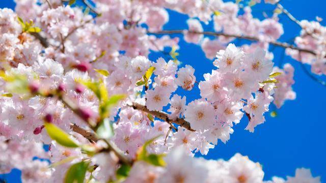 日本这个地方,到了春天满街都是樱花,太浪漫了吧26