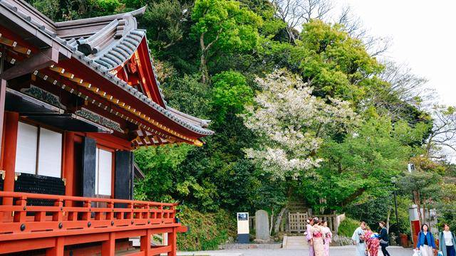鹤岗八幡宫,镰仓地标建筑物,十分古朴10