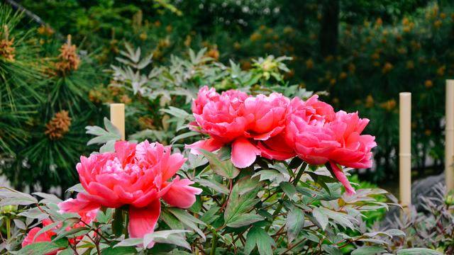 鹤岗八幡宫,镰仓地标建筑物,十分古朴23