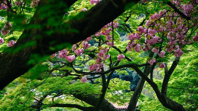 日本中心地区还有这么大片樱花林?这也太美了吧,绿意盎然1