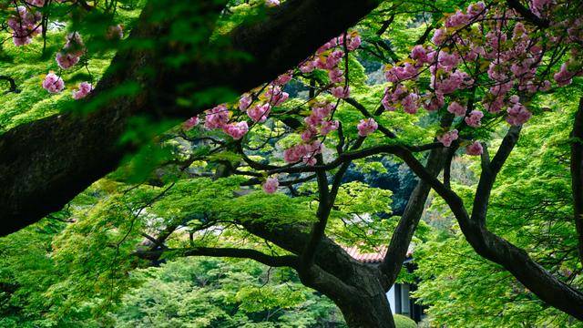 日本中心地区还有这么大片樱花林?这也太美了吧,绿意盎然2