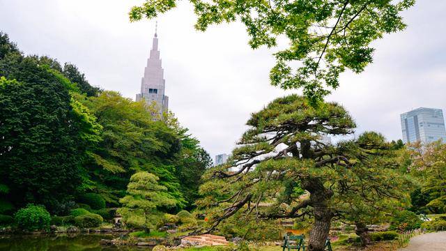 日本中心地区还有这么大片樱花林?这也太美了吧,绿意盎然3