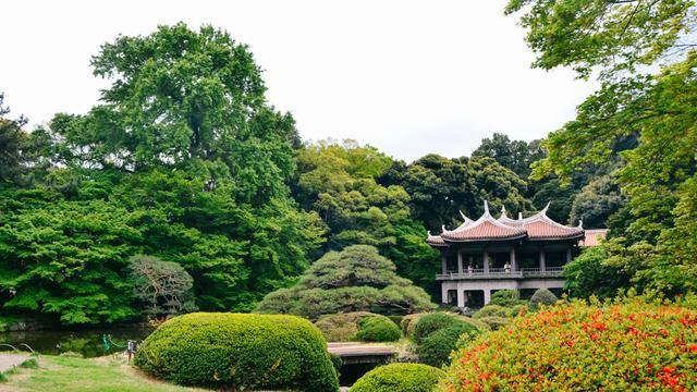 日本中心地区还有这么大片樱花林?这也太美了吧,绿意盎然5