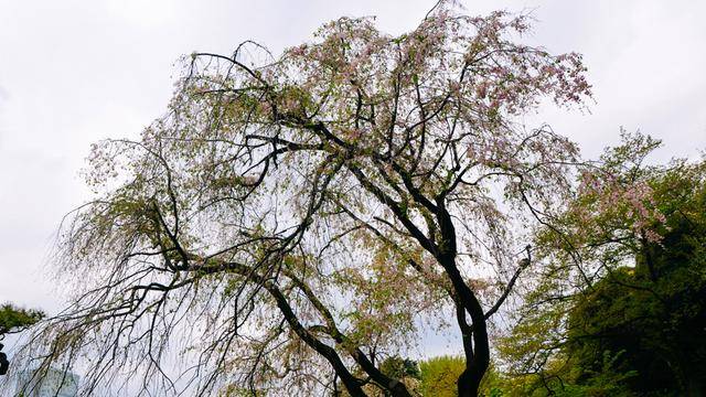 日本中心地区还有这么大片樱花林?这也太美了吧,绿意盎然7