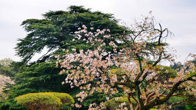 日本中心地区还有这么大片樱花林?这也太美了吧,绿意盎然8