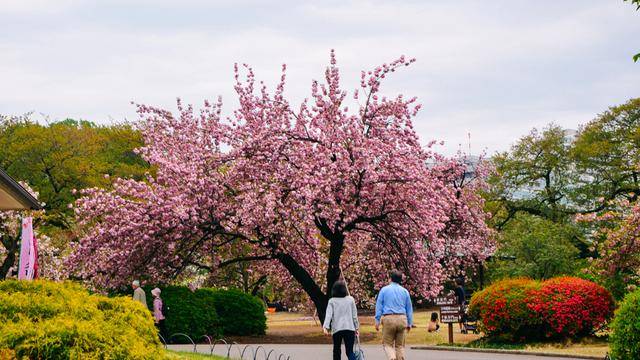 日本中心地区还有这么大片樱花林?这也太美了吧,绿意盎然9