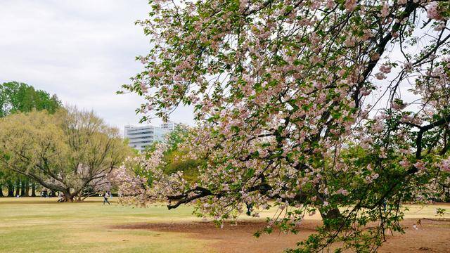 日本中心地区还有这么大片樱花林?这也太美了吧,绿意盎然11