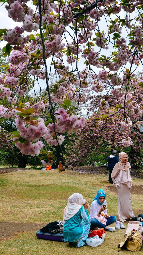 日本中心地区还有这么大片樱花林?这也太美了吧,绿意盎然12