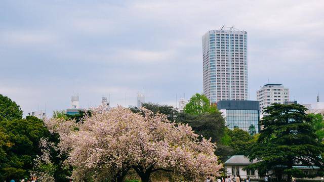 日本中心地区还有这么大片樱花林?这也太美了吧,绿意盎然10