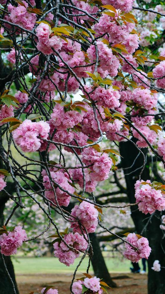 日本中心地区还有这么大片樱花林?这也太美了吧,绿意盎然13