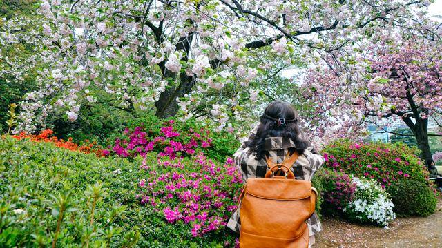 日本中心地区还有这么大片樱花林?这也太美了吧,绿意盎然14