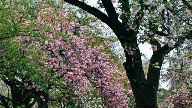 日本中心地区还有这么大片樱花林?这也太美了吧,绿意盎然15