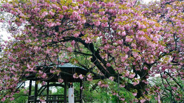 日本中心地区还有这么大片樱花林?这也太美了吧,绿意盎然18