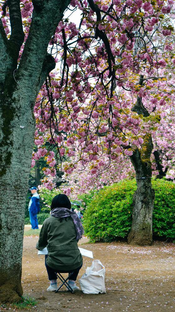 日本中心地区还有这么大片樱花林?这也太美了吧,绿意盎然21