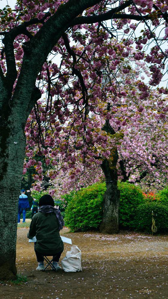 日本中心地区还有这么大片樱花林?这也太美了吧,绿意盎然22