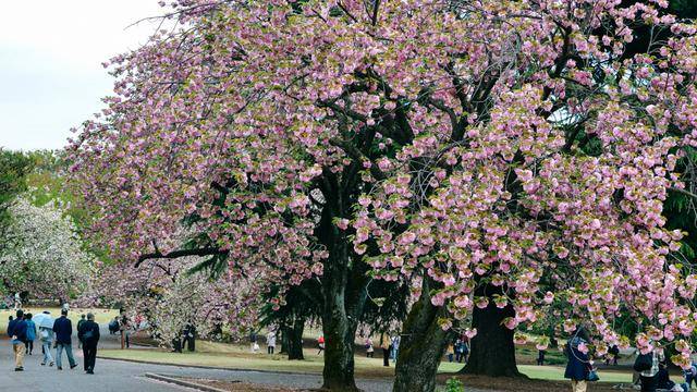 日本中心地区还有这么大片樱花林?这也太美了吧,绿意盎然23