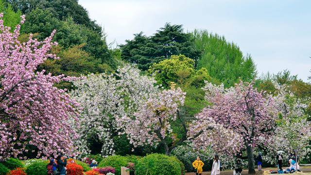 日本中心地区还有这么大片樱花林?这也太美了吧,绿意盎然24