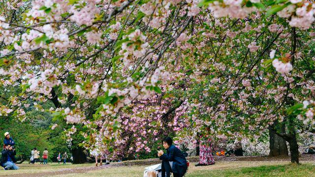 日本中心地区还有这么大片樱花林?这也太美了吧,绿意盎然25