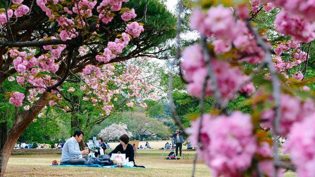 日本中心地区还有这么大片樱花林?这也太美了吧,绿意盎然26