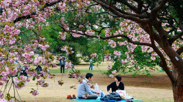 日本中心地区还有这么大片樱花林?这也太美了吧,绿意盎然27