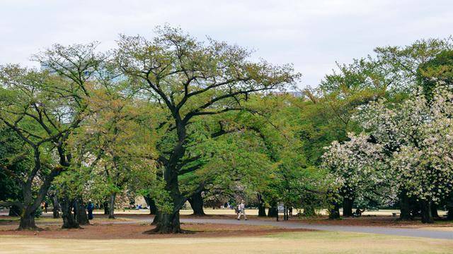 日本中心地区还有这么大片樱花林?这也太美了吧,绿意盎然29