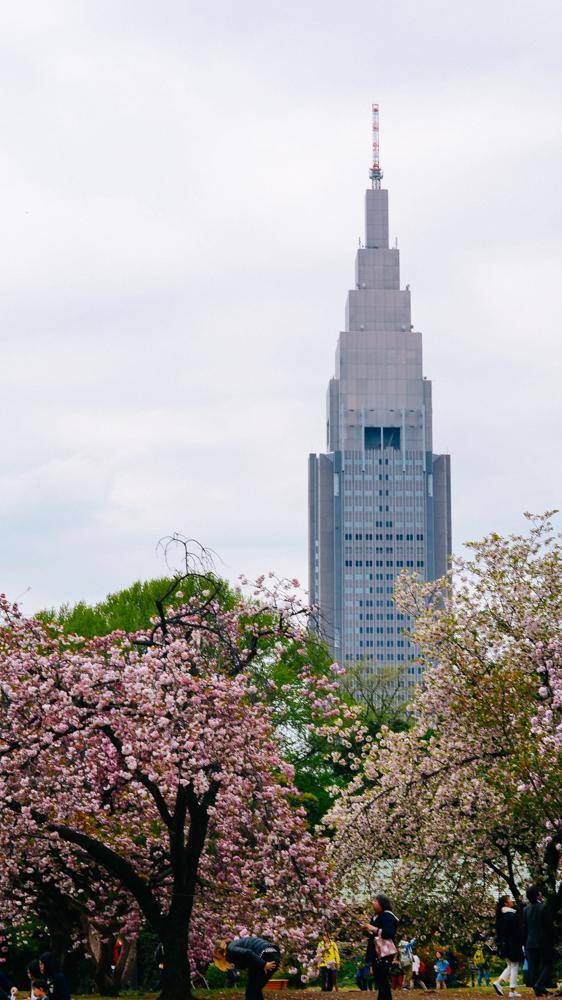 日本中心地区还有这么大片樱花林?这也太美了吧,绿意盎然30