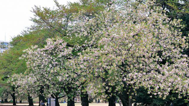 日本中心地区还有这么大片樱花林?这也太美了吧,绿意盎然31