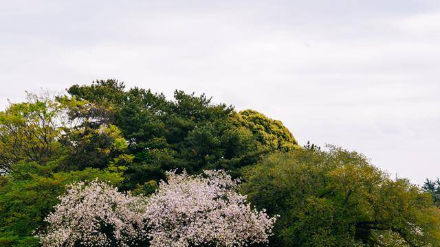 日本中心地区还有这么大片樱花林?这也太美了吧,绿意盎然32