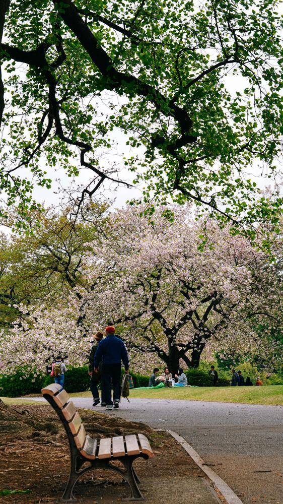 日本中心地区还有这么大片樱花林?这也太美了吧,绿意盎然33