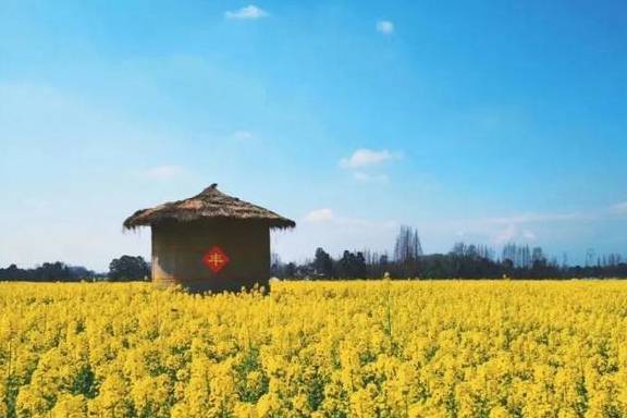 油菜花开春意浓,最浪漫的花海之旅指南2