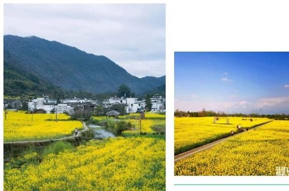 油菜花开春意浓,最浪漫的花海之旅指南3