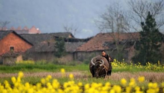 油菜花开春意浓,最浪漫的花海之旅指南6
