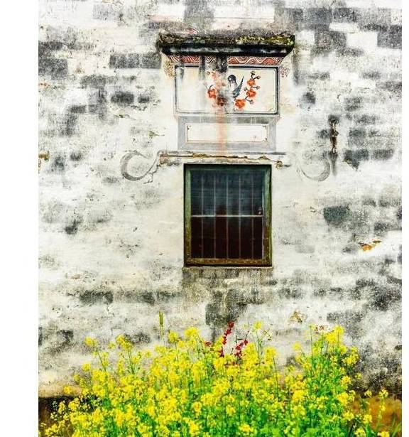 油菜花开春意浓,最浪漫的花海之旅指南7