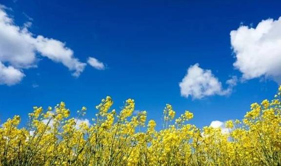 油菜花开春意浓,最浪漫的花海之旅指南8