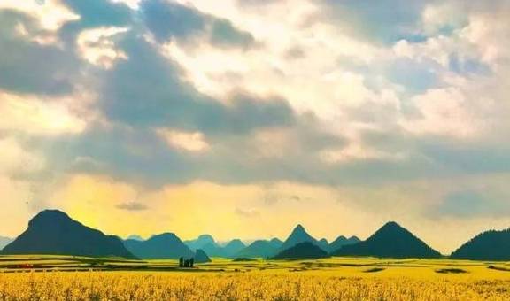 油菜花开春意浓,最浪漫的花海之旅指南9