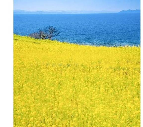 油菜花开春意浓,最浪漫的花海之旅指南10