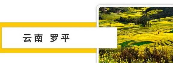 油菜花开春意浓,最浪漫的花海之旅指南12