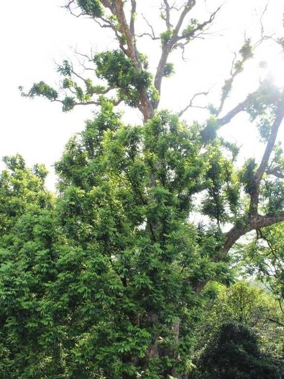 投票丨惠州古树名木全省第一,看看这些“绿色文物”有你村的么?1