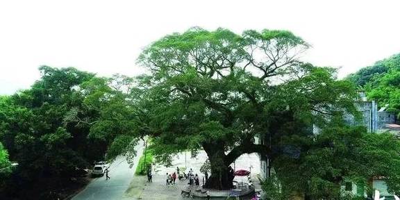投票丨惠州古树名木全省第一,看看这些“绿色文物”有你村的么?2