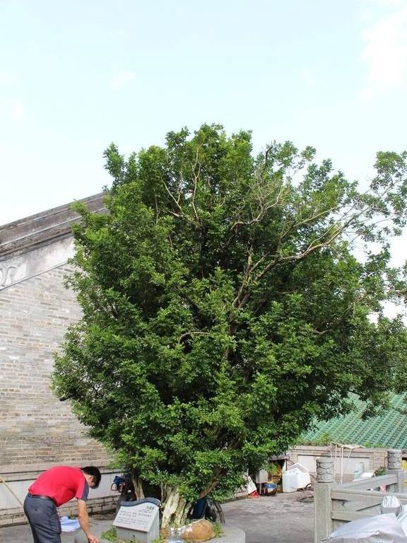 投票丨惠州古树名木全省第一,看看这些“绿色文物”有你村的么?3