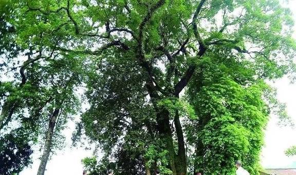 投票丨惠州古树名木全省第一,看看这些“绿色文物”有你村的么?4