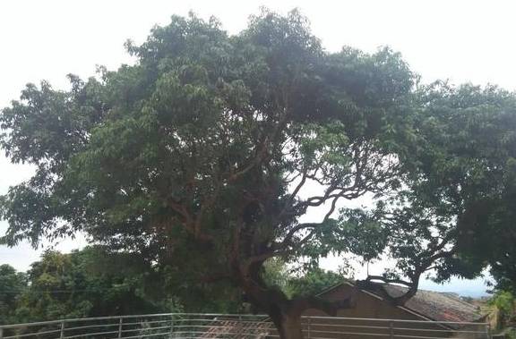 投票丨惠州古树名木全省第一,看看这些“绿色文物”有你村的么?5