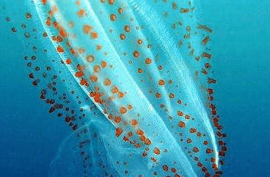 世界上最会“捉迷藏”的鱼,很难被发现,科学家警告:千万别抓1