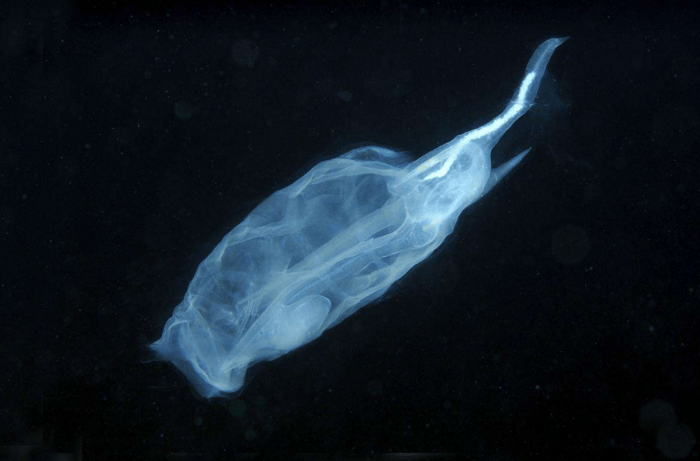 世界上最会“捉迷藏”的鱼,很难被发现,科学家警告:千万别抓2