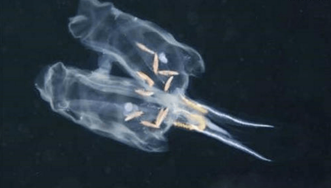 世界上最会“捉迷藏”的鱼,很难被发现,科学家警告:千万别抓4